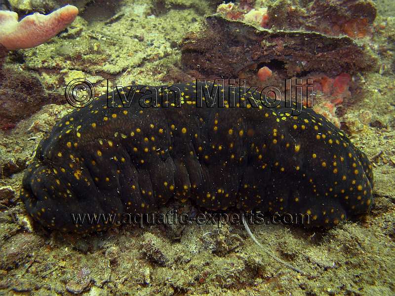 sea cucumber